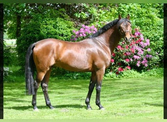 Trakehner, Mare, 1 year, Can be white