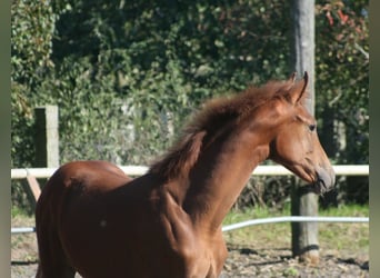 Trakehner, Mare, 1 year, Chestnut
