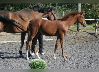 Trakehner, Mare, 1 year, Chestnut