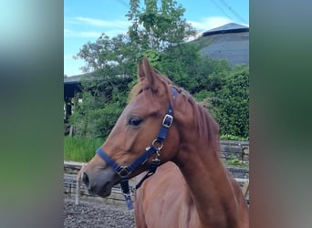 Trakehner, Mare, 1 year, Chestnut
