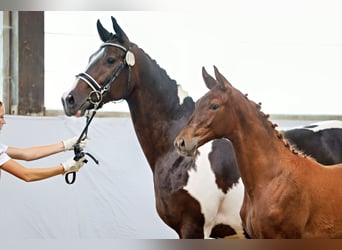 Trakehner, Mare, 1 year, Chestnut-Red