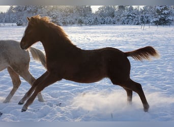 Trakehner, Mare, 1 year, Chestnut-Red