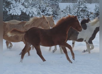 Trakehner, Mare, 1 year, Chestnut-Red