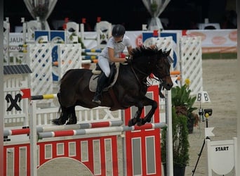 Trakehner, Mare, 1 year, Chestnut-Red