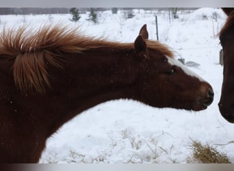 Trakehner, Mare, 1 year, Chestnut-Red