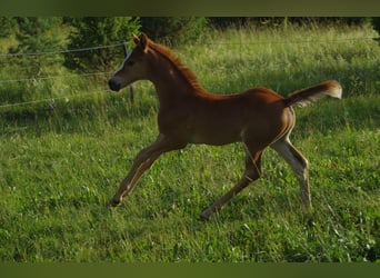 Trakehner, Mare, 1 year, Chestnut-Red