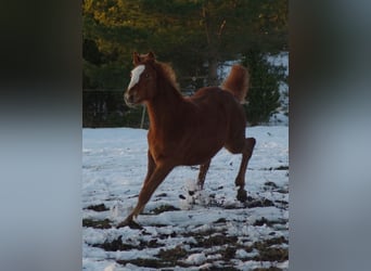 Trakehner, Mare, 1 year, Chestnut-Red