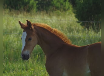 Trakehner, Mare, 1 year, Chestnut-Red