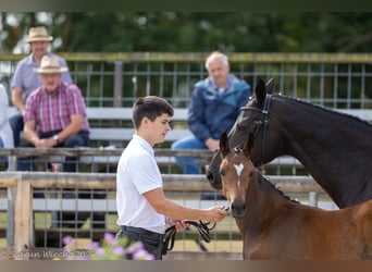 Trakehner, Mare, 1 year