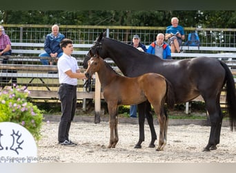 Trakehner, Mare, 1 year
