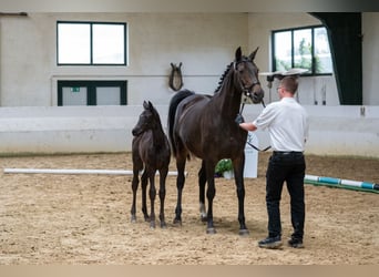 Trakehner, Mare, 1 year, Smoky-Black