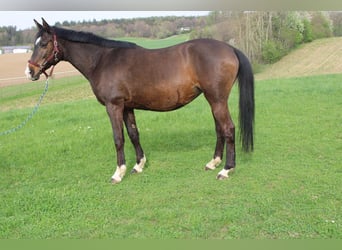 Trakehner, Mare, 20 years, 16.3 hh Trakehner, Mare, 20 years, 16.3 hh