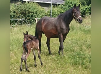 Trakehner Mix, Mare, 20 years, 16 hh, Bay-Dark