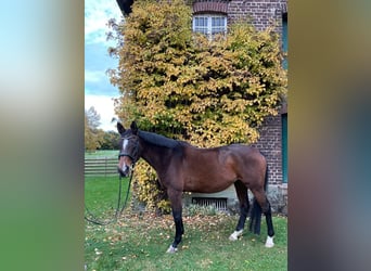 Trakehner Mix, Mare, 20 years, 16 hh, Brown