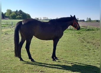 Trakehner, Mare, 21 years, 16 hh, Bay-Dark