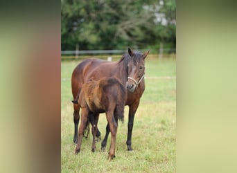 Trakehner, Mare, 21 years, 16 hh, Brown