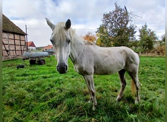Trakehner, Mare, 23 years, 15,3 hh, Grey-Fleabitten