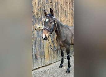 Trakehner, Stute, 2 Jahre, 14,1 hh, Brauner