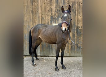 Trakehner, Stute, 2 Jahre, 14,1 hh, Brauner