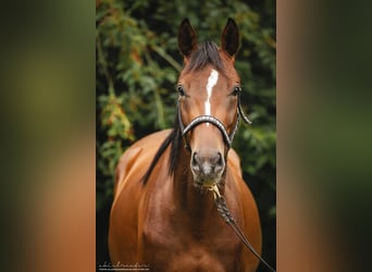 Trakehner, Stute, 2 Jahre, 15,2 hh, Brauner