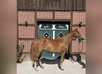 Trakehner, Mare, 2 years, 15,2 hh, Chestnut-Red