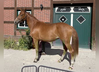 Trakehner, Mare, 2 years, 15,2 hh, Chestnut-Red