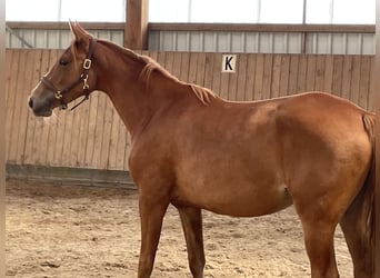 Trakehner, Mare, 2 years, 15,2 hh, Chestnut-Red