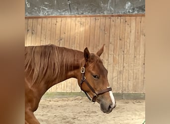 Trakehner, Mare, 2 years, 15,2 hh, Chestnut-Red