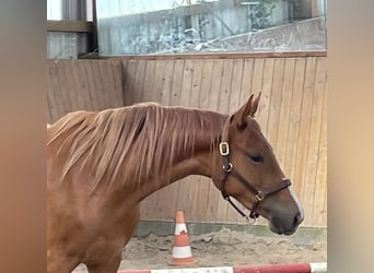 Trakehner, Mare, 2 years, 15,2 hh, Chestnut-Red