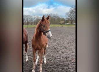 Trakehner, Mare, 2 years, 15,3 hh, Chestnut-Red