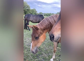 Trakehner, Mare, 2 years, 15,3 hh, Chestnut-Red