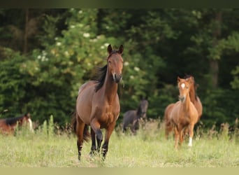 Trakehner, Mare, 2 years, 16,1 hh, Bay-Dark