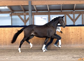 Trakehner, Mare, 2 years, 16.1 hh, Bay-Dark