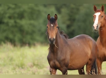 Trakehner, Stute, 2 Jahre, 16,1 hh, Brauner