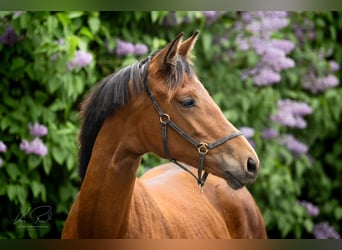 Trakehner, Mare, 2 years, 16.1 hh, Brown