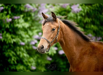 Trakehner, Mare, 2 years, 16.1 hh, Brown