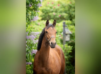 Trakehner, Mare, 2 years, 16.1 hh, Brown