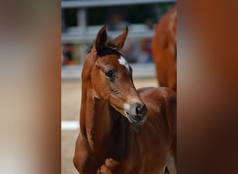 Trakehner, Mare, 2 years, 16,1 hh, Brown