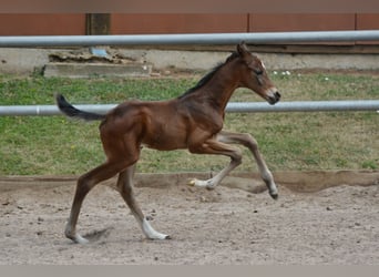 Trakehner, Mare, 2 years, 16,1 hh, Brown