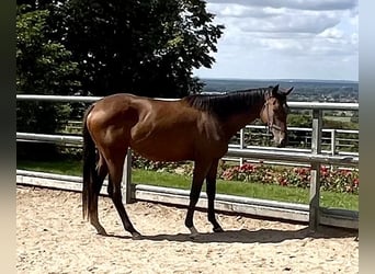 Trakehner, Mare, 2 years, 16,1 hh, Brown