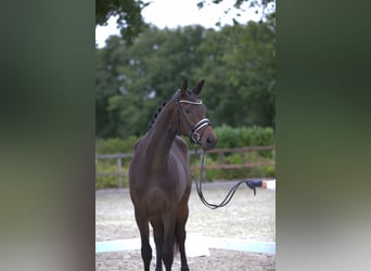 Trakehner, Mare, 2 years, 16.2 hh, Brown