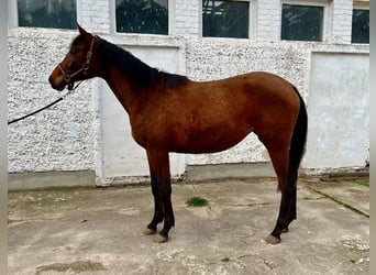 Trakehner, Mare, 2 years, 16.2 hh, Brown