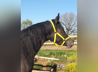 Trakehner, Mare, 2 years, 16.2 hh, Grey-Dark-Tan