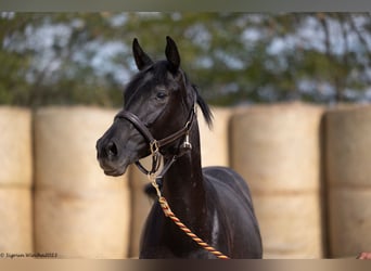 Trakehner, Mare, 2 years, 16 hh, Black