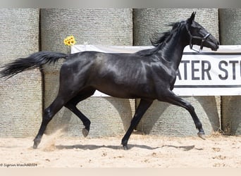 Trakehner, Mare, 2 years, 16 hh, Black