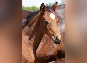 Trakehner, Mare, 2 years, 16 hh, Brown