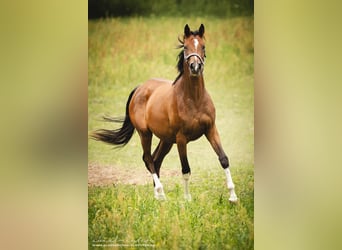 Trakehner, Stute, 2 Jahre, 16 hh, Brauner