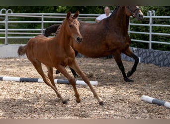 Trakehner, Mare, 2 years, 16 hh, Brown