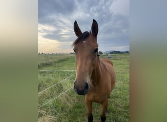 Trakehner, Mare, 2 years, 16 hh, Brown