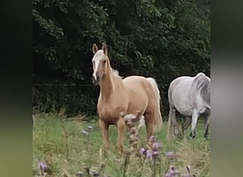 Trakehner, Stute, 2 Jahre, 16 hh, Palomino